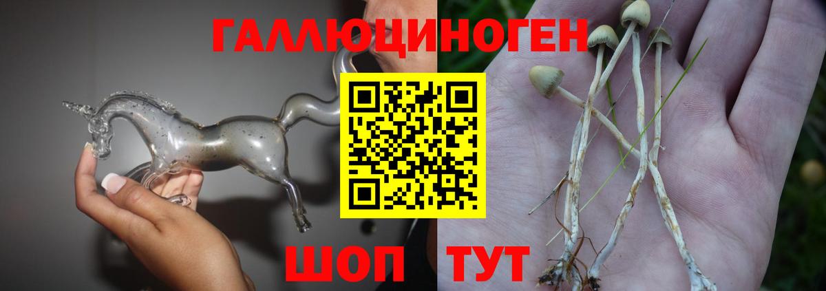 Бийск  Псилоцибиновые грибы Cubensis  Вход с VPN  Псилоцибиновые грибы MAGIC MUSHROOMS 